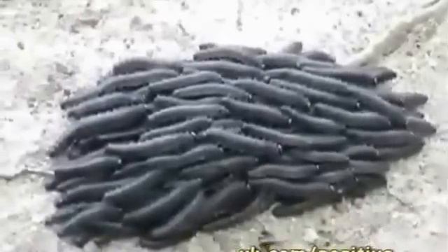 Что это за херня Мега жесть!!! смотреть онлайн