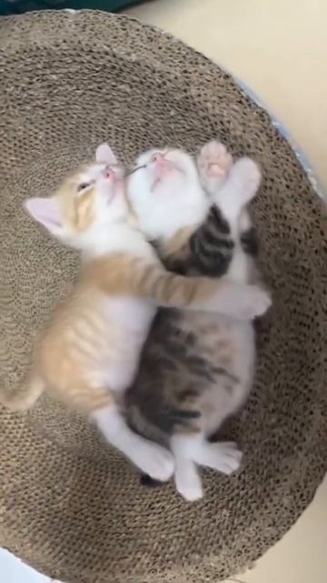 Мы или не мы? ТГ @SaveAllShortsbot смотреть онлайн