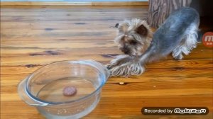 Пранки анука давайка