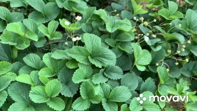 #мамасуперстар #кулинария Заливной пирог. Первая клубника. смотреть онлайн