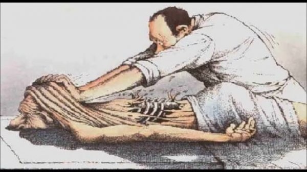 Товарищ печень