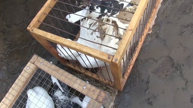 Ярмарка виставка голубів м Чортків 11 03 2018 р смотреть онлайн