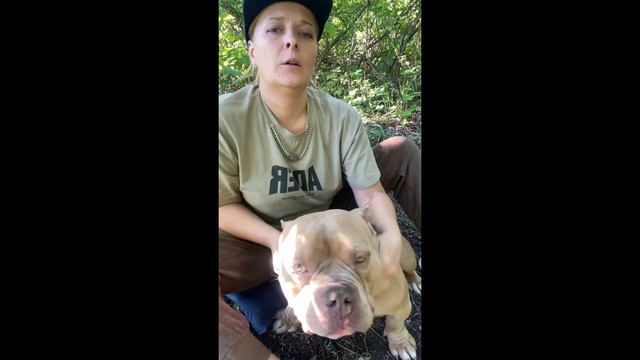 Выбор щенка булли , тесты на темперамент , как выбираю я? смотреть онлайн