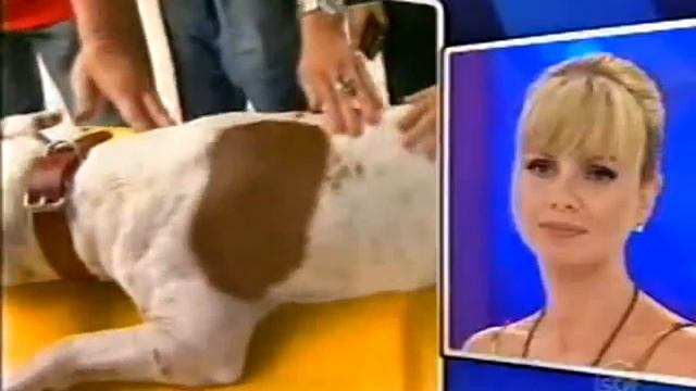 Eliana Desafio Pet Alexandre adestra pit bull violento Parte 1 смотреть онлайн