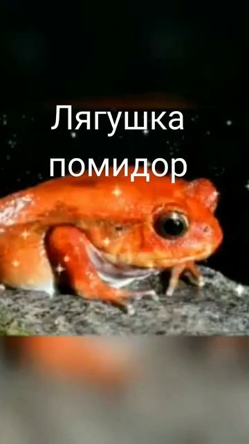 💯% экзотические лягушки#красоты#природа#жизнь#заморские