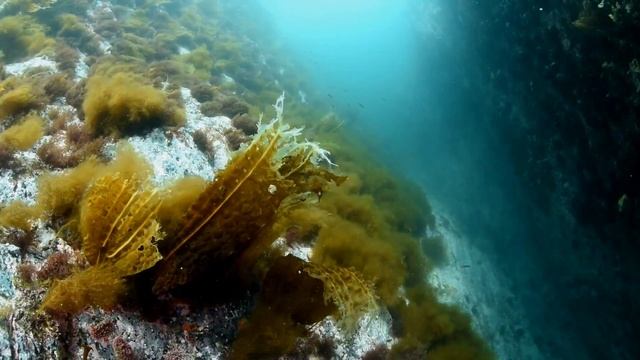 Sea Treasures (МОРСКИЕ СОКРОВИЩА)