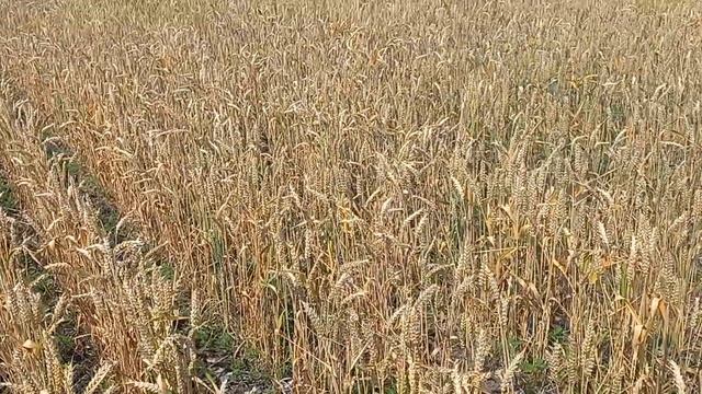 пшениця ,малі норми,широкі міжрядя смотреть онлайн