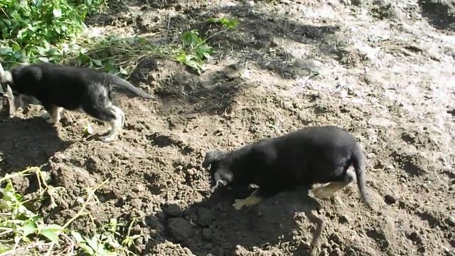 DSCF2077 Инстинкты копать и драться смотреть онлайн