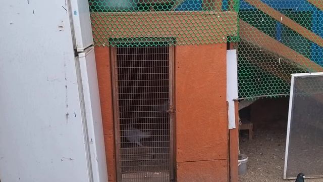 #Голуби #Николаевские. Голуби Воронина Алексея. смотреть онлайн