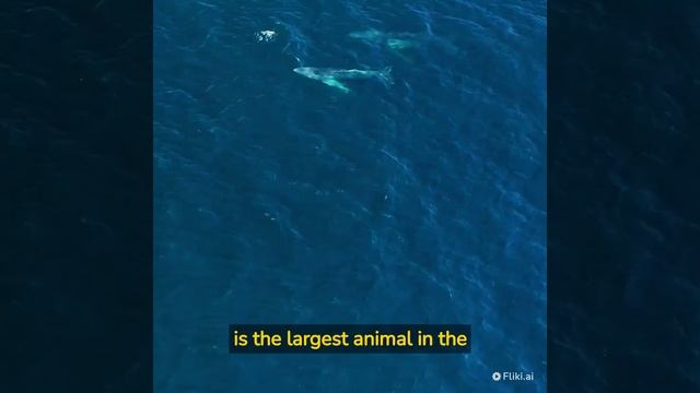 did you know смотреть онлайн