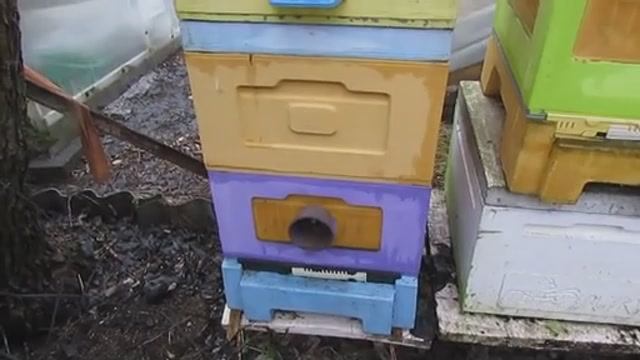 исследования по зимней обработке пчел от клеща, чтобы весной не обрабатывать - часть 2 , 30.01.2025 смотреть онлайн