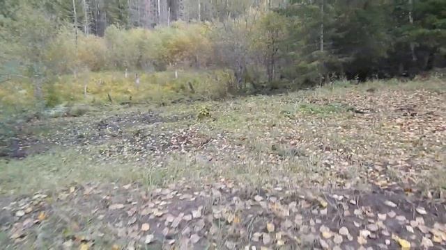 ГДЕ СВИНЬИ ПРИНИМАЮТ ВАННЫ И КОФЕ... БИО-ФЕРМА МАНГАЛИЦА смотреть онлайн