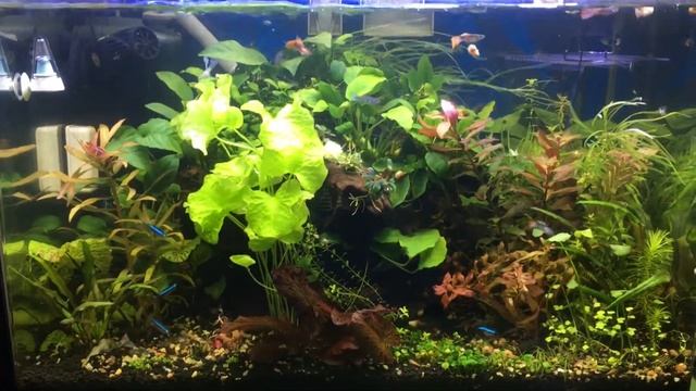 ANUBIAS NANA SNOW WHITE & BUCEPHALANDRA SERIMBU BROWN & BUCEPHALANDRA GODZILLA KEDAGANG . смотреть онлайн