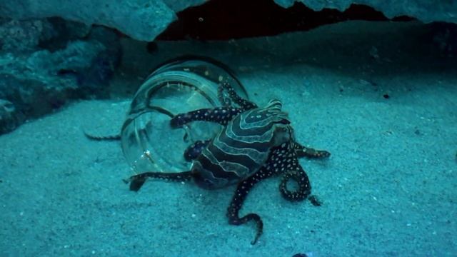 Larger Pacific Striped Octopus tends her eggs at California Academy of Sciences смотреть онлайн