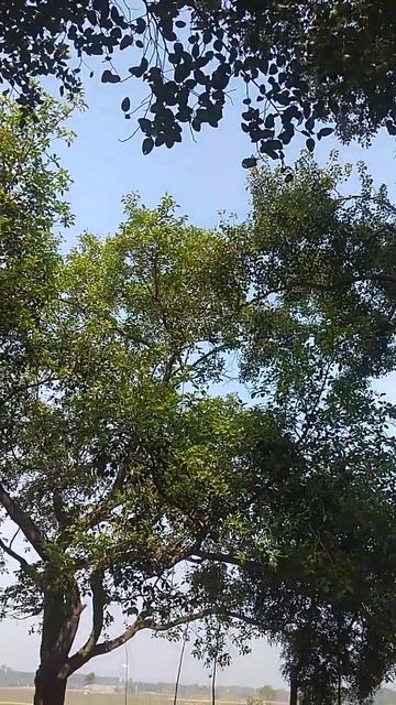 Travelling to Masna Manirampur Jashore Bangladesh #shorts смотреть онлайн