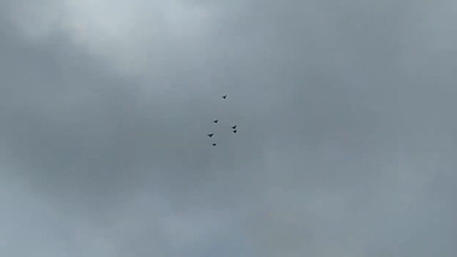ПОЛЕТ НИКОЛАЕВСКИХ ГОЛУБЕЙ В НЕБЕ! смотреть онлайн