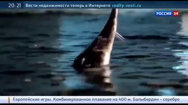 Вести Подмосковья Последние новости Москвы Новости России Сегодня смотреть онлайн
