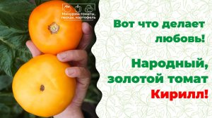 Чемпион по вкусу, народный томат Кирилл – Еда +800% пользы. Мичурин-томаты, Елена Храмушина