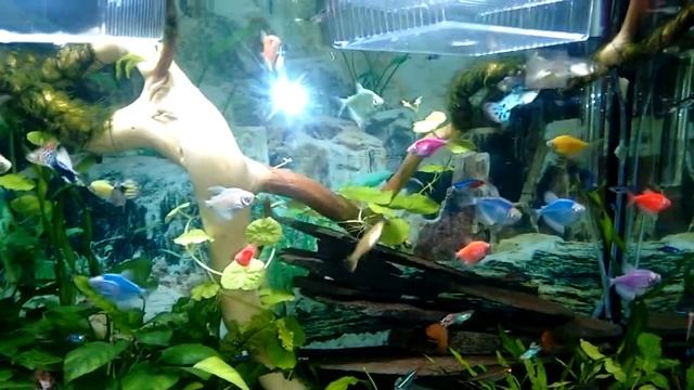 Мій акваріум. Нові рибки червоні тернеції Glofish смотреть онлайн