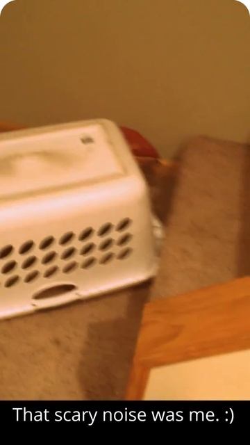 Cat is being dumb смотреть онлайн