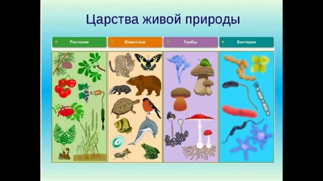 Чем животные отличаются от других живых существ? Царство "ЖИВОТНЫЕ" смотреть онлайн