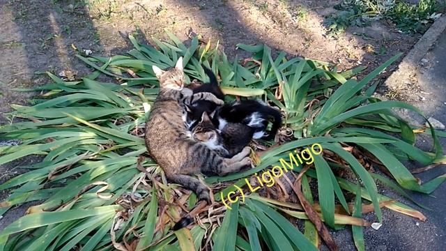 Кошка родила Как пьют молоко у кошки-мамы котята / Kittens drink milk from cats | Кошки и коты смотреть онлайн
