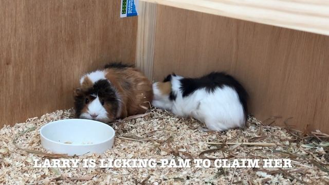 Guinea Pig Movie #1 | Mo, Larry and Pam смотреть онлайн