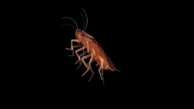 TAPAKAH GRISHA FLEXIT POD TATARSTAN SUPER GUD (таракан гриша флексит под татарстан супер гуд смотреть онлайн