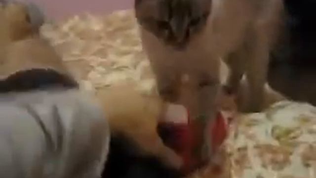 умный котэ) смотреть онлайн