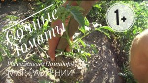 Рассаживаю очень🍅вкусные Помидоры на🏡Даче (в гостях у прирожденного Дачника)