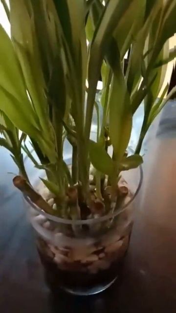LUCKY PLANT FOR THE YEAR 2021 | That you Need to have at Home #SHORTS @AyahHome смотреть онлайн