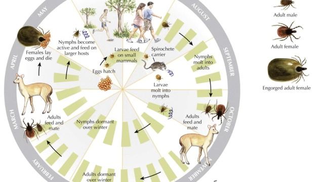 TickTalk Feb2020 : Seasonal variation in activity and abundance of human-biting ticks. смотреть онлайн