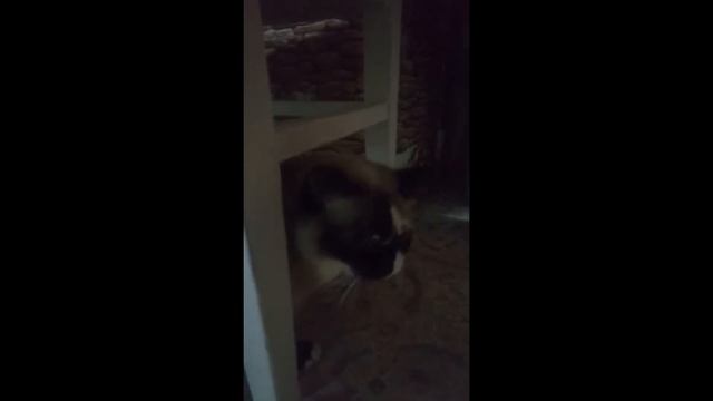 Домашние кошки желают охотиться! смотреть онлайн