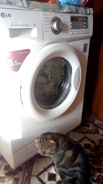 Кот-полоскун. смотреть онлайн