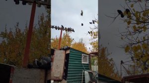 голуби Донецка