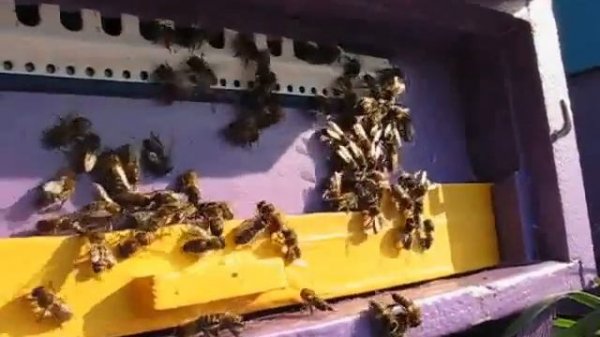 Осеннее воровство у пчел.mp4