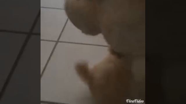 Cachorro da raça lhasa apso - 1 mês de vida смотреть онлайн