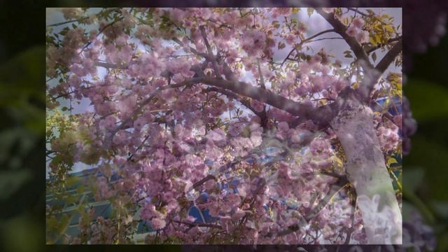 Налетели вдруг дожди наскандалили...