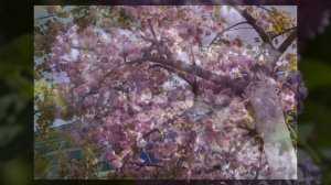 Налетели вдруг дожди наскандалили...