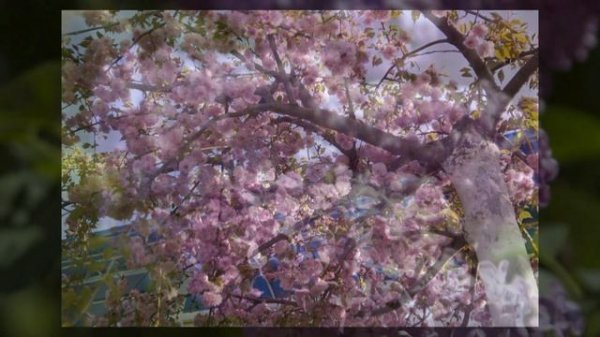 Налетели вдруг дожди наскандалили...