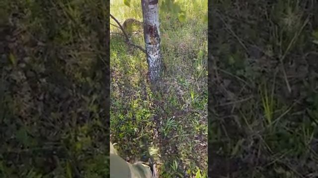 Сигнал от ПФМ1 и от "гирлянды" металлоискатель Альфамарин 5000. смотреть онлайн