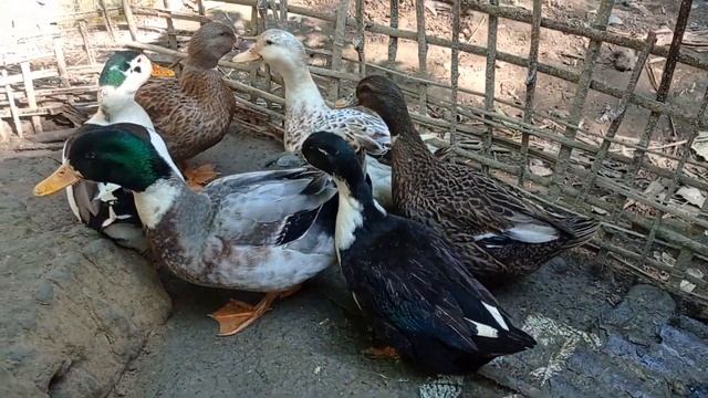Duck firm 2.5kg weight смотреть онлайн