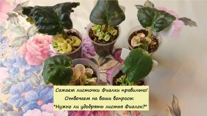 Сажаем листочки Фиалки правильно! Отвечаем на ваши вопросы: "Нужно ли удобрять листья Фиалок?"