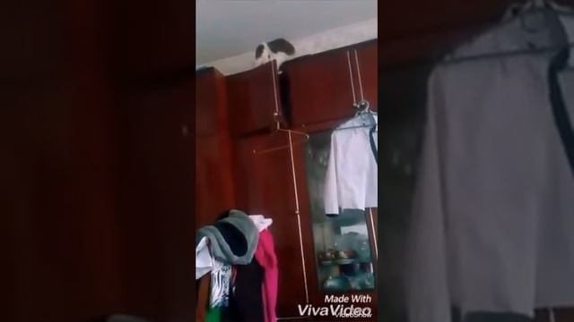 Моя кошка упала со шкафа!!! смотреть онлайн