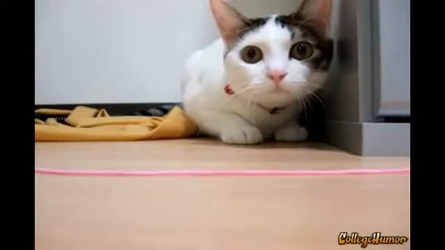 кот под спидами смотреть онлайн