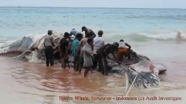Sperm Whale Simeulue, Aceh - Indonesia смотреть онлайн