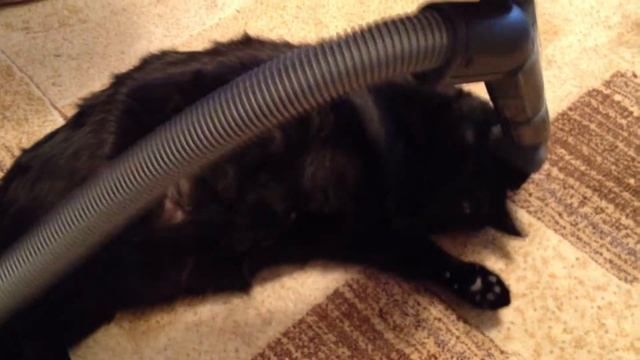 Cat Barsik: vacuumed cat.Кот Барсик: ..и пылесос смотреть онлайн