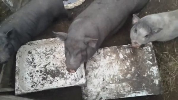 вьетнамские свиньи разделка