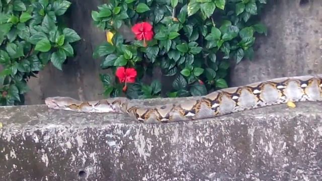 Anaconda lari selapas dilangar lori смотреть онлайн