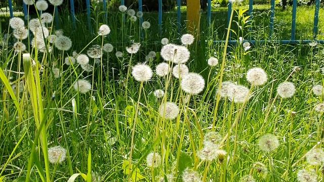 Новый день / Лена LIFE / Лена всё носится с завистью, а Оксана вообще ни о чём! / Обзор влогов